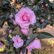 ヒメ日記 2025/12/08 11:39 投稿 かりん 完熟ばなな 谷九店