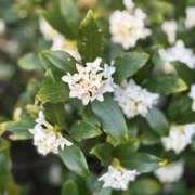 ヒメ日記 2026/03/22 20:24 投稿 白井 ローズマリー大塚