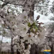 ヒメ日記 2026/03/26 09:34 投稿 白井 ローズマリー大塚