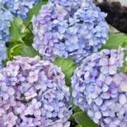 ヒメ日記 2026/06/10 08:47 投稿 白井 ローズマリー大塚