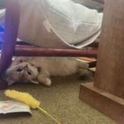 ヒメ日記 2025/03/24 16:30 投稿 きらら ぽちゃ巨乳専門　新大久保・新宿歌舞伎町ちゃんこ