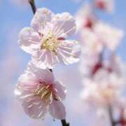 ヒメ日記 2025/03/18 09:03 投稿 ふうか 妻天 京橋店