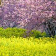 ヒメ日記 2025/03/22 08:53 投稿 ふうか 妻天 京橋店