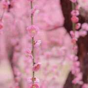 ヒメ日記 2025/03/24 09:03 投稿 ふうか 妻天 京橋店