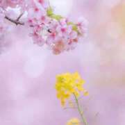 ヒメ日記 2025/03/31 08:53 投稿 ふうか 妻天 京橋店