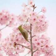 ヒメ日記 2025/04/01 08:43 投稿 ふうか 妻天 京橋店