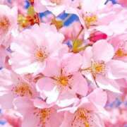 ヒメ日記 2025/04/02 10:04 投稿 ふうか 妻天 京橋店