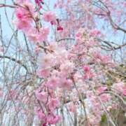 ヒメ日記 2025/04/07 08:53 投稿 ふうか 妻天 京橋店