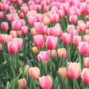 ヒメ日記 2025/04/14 12:04 投稿 ふうか 妻天 京橋店