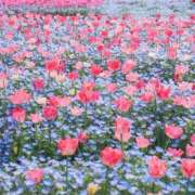 ヒメ日記 2025/04/15 12:12 投稿 ふうか 妻天 京橋店