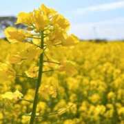 ヒメ日記 2025/04/16 09:13 投稿 ふうか 妻天 京橋店