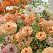 ヒメ日記 2025/04/23 08:47 投稿 ふうか 妻天 京橋店