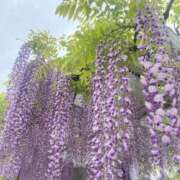 ヒメ日記 2025/04/25 10:23 投稿 ふうか 妻天 京橋店