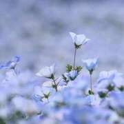 ヒメ日記 2025/04/30 08:18 投稿 ふうか 妻天 京橋店