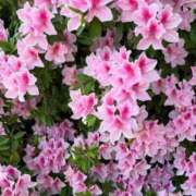 ヒメ日記 2025/05/08 10:49 投稿 ふうか 妻天 京橋店