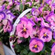 ヒメ日記 2025/05/14 08:49 投稿 ふうか 妻天 京橋店