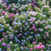 ヒメ日記 2025/06/07 08:33 投稿 ふうか 妻天 京橋店