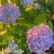 ヒメ日記 2025/06/10 08:42 投稿 ふうか 妻天 京橋店