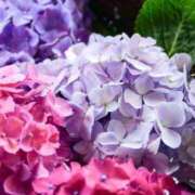 ヒメ日記 2025/06/13 08:57 投稿 ふうか 妻天 京橋店