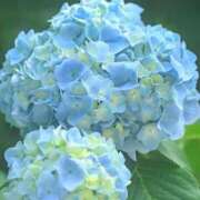 ヒメ日記 2025/06/15 06:52 投稿 ふうか 妻天 京橋店