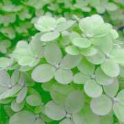 ヒメ日記 2025/06/25 08:12 投稿 ふうか 妻天 京橋店