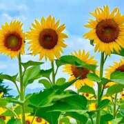 ヒメ日記 2025/07/08 06:54 投稿 ふうか 妻天 京橋店