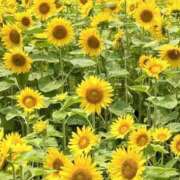 ヒメ日記 2025/07/09 07:34 投稿 ふうか 妻天 京橋店