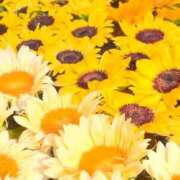 ヒメ日記 2025/07/14 06:09 投稿 ふうか 妻天 京橋店