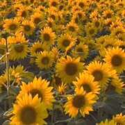 ヒメ日記 2025/07/21 07:01 投稿 ふうか 妻天 京橋店