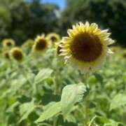 ヒメ日記 2025/08/12 06:11 投稿 ふうか 妻天 京橋店