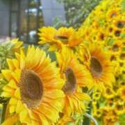 ヒメ日記 2025/08/22 05:57 投稿 ふうか 妻天 京橋店