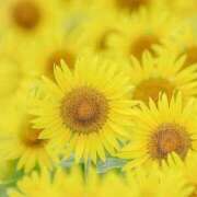 ヒメ日記 2025/08/29 09:01 投稿 ふうか 妻天 京橋店