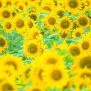 ヒメ日記 2025/08/31 09:57 投稿 ふうか 妻天 京橋店