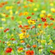 ヒメ日記 2025/09/01 05:47 投稿 ふうか 妻天 京橋店