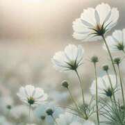 ヒメ日記 2025/09/13 08:48 投稿 ふうか 妻天 京橋店