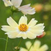 ヒメ日記 2025/09/18 06:18 投稿 ふうか 妻天 京橋店