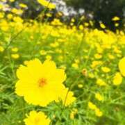 ヒメ日記 2025/09/20 05:48 投稿 ふうか 妻天 京橋店