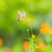 ヒメ日記 2025/09/23 09:08 投稿 ふうか 妻天 京橋店