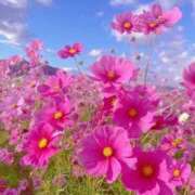 ヒメ日記 2025/09/26 07:38 投稿 ふうか 妻天 京橋店