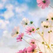 ヒメ日記 2025/09/27 06:18 投稿 ふうか 妻天 京橋店