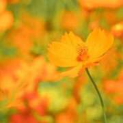 ヒメ日記 2025/09/28 05:58 投稿 ふうか 妻天 京橋店