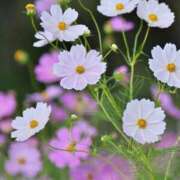 ヒメ日記 2025/10/05 08:18 投稿 ふうか 妻天 京橋店