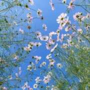 ヒメ日記 2025/10/06 06:18 投稿 ふうか 妻天 京橋店