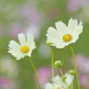 ヒメ日記 2025/10/08 06:38 投稿 ふうか 妻天 京橋店