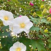 ヒメ日記 2025/10/12 09:48 投稿 ふうか 妻天 京橋店