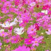 ヒメ日記 2025/10/17 10:08 投稿 ふうか 妻天 京橋店