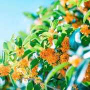 ヒメ日記 2025/11/01 08:20 投稿 ふうか 妻天 京橋店