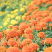 ヒメ日記 2025/11/04 09:01 投稿 ふうか 妻天 京橋店