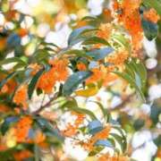 ヒメ日記 2025/11/05 08:48 投稿 ふうか 妻天 京橋店