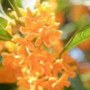 ヒメ日記 2025/11/10 07:08 投稿 ふうか 妻天 京橋店